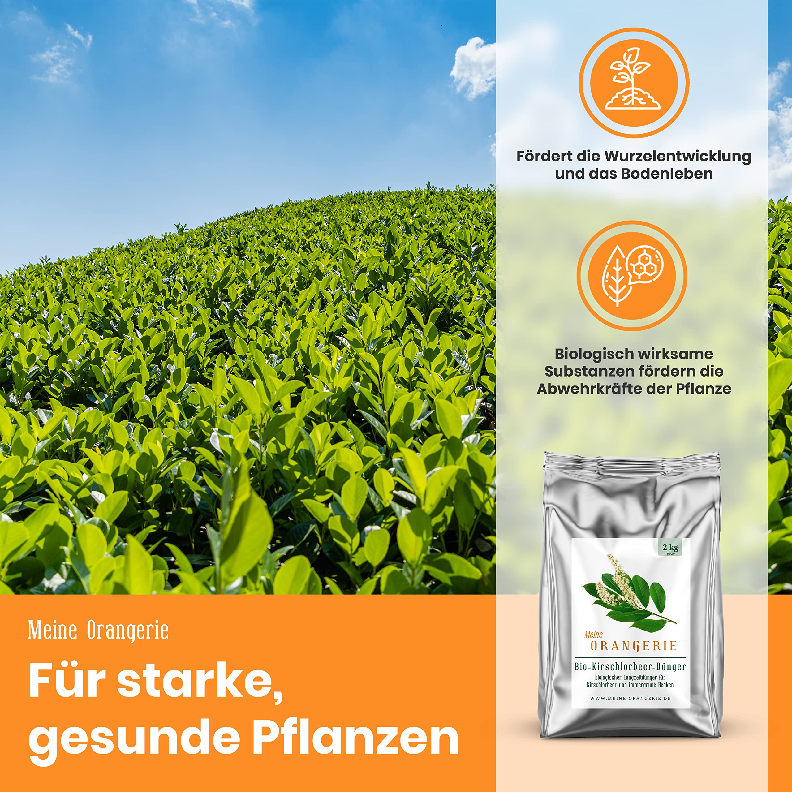 Meine Orangerie BIO Kirschlorbeerdnger - Spezial-Dnger fr Kirschlorbeer  [2kg] - Einfach und sicher ihren Kirschlorbeer dngen - Heckendnger fr  Lorbeerkirsche & portugiesischer Kirschlorbeer : Amazon.de: Garten