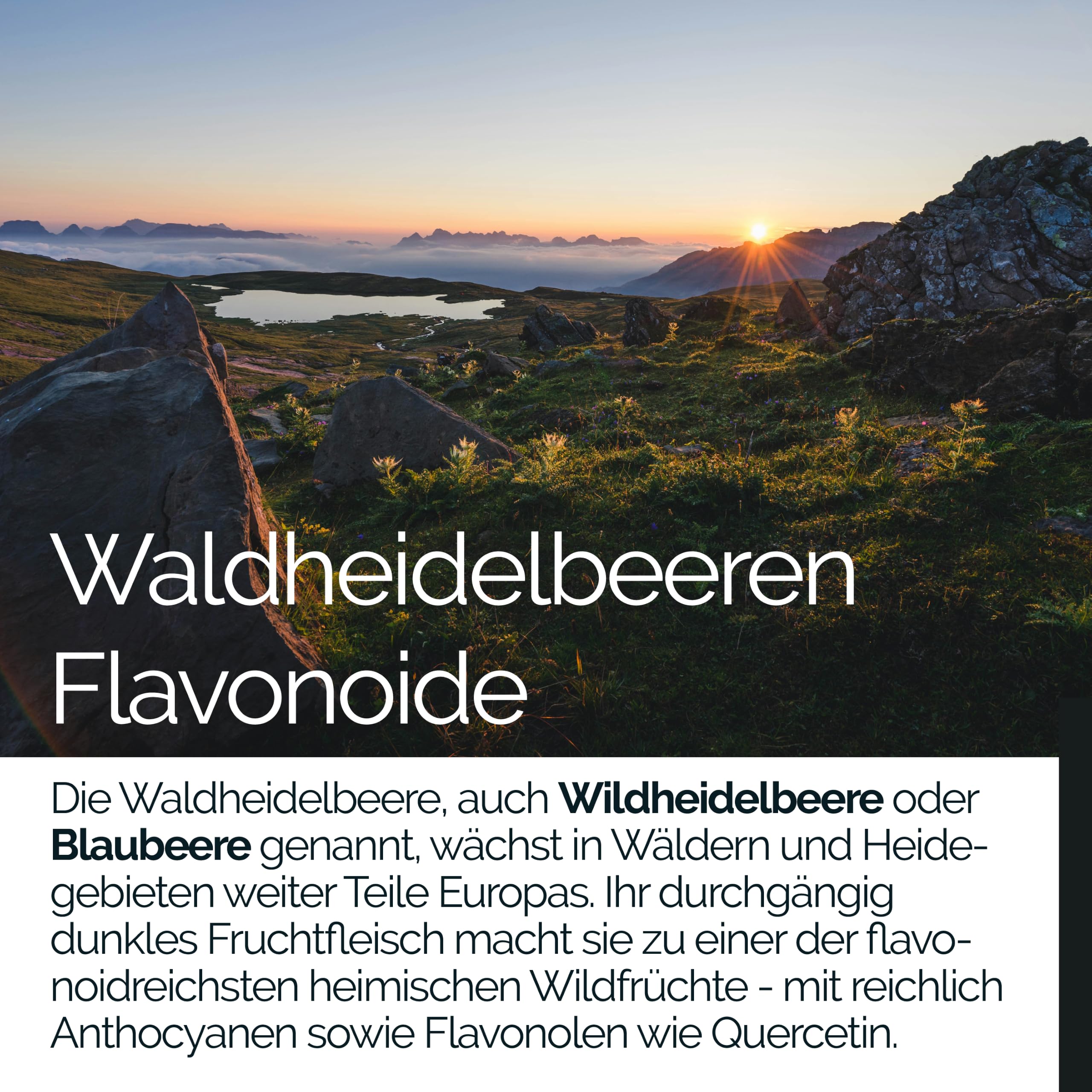 TAVI® Wald-Heidelbeeren Extrakt 15:1 • 90 Kapseln ohne Zusatzstoffe | Mit Flavonoiden (Anthocyane) • Wildheidelbeere • Hergestellt und laborgeprüft in Deutschland