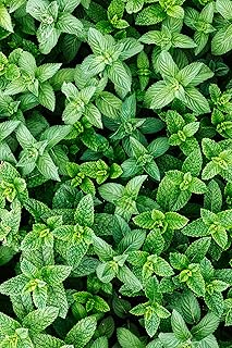 Spearmint Seeds (Mentha spicata) - Refreshing, Fragrant Herb for Teas, Culinary Use, and Pollinator Gardens | Non-GMO, Cold-Hardy Perennial, Perfect for Gardens, Pots, and Raised Beds (50)