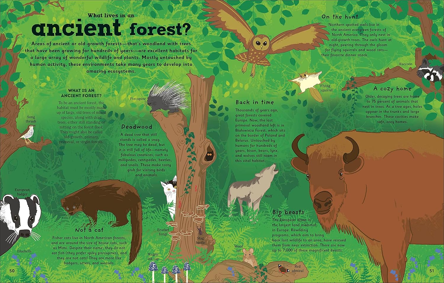The Magic of Forests: A Fascinating Guide to Forests Around the World