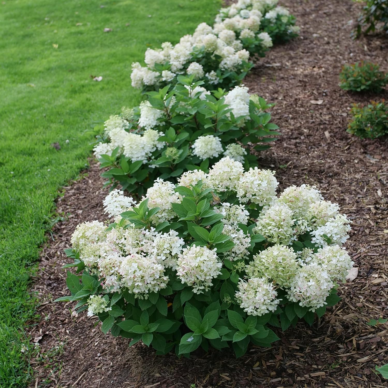 Proven Winners Fire Light Tidbit Panicle Hydrangea (paniculata) Live Plant, 4.5" Qt, 4 Pack