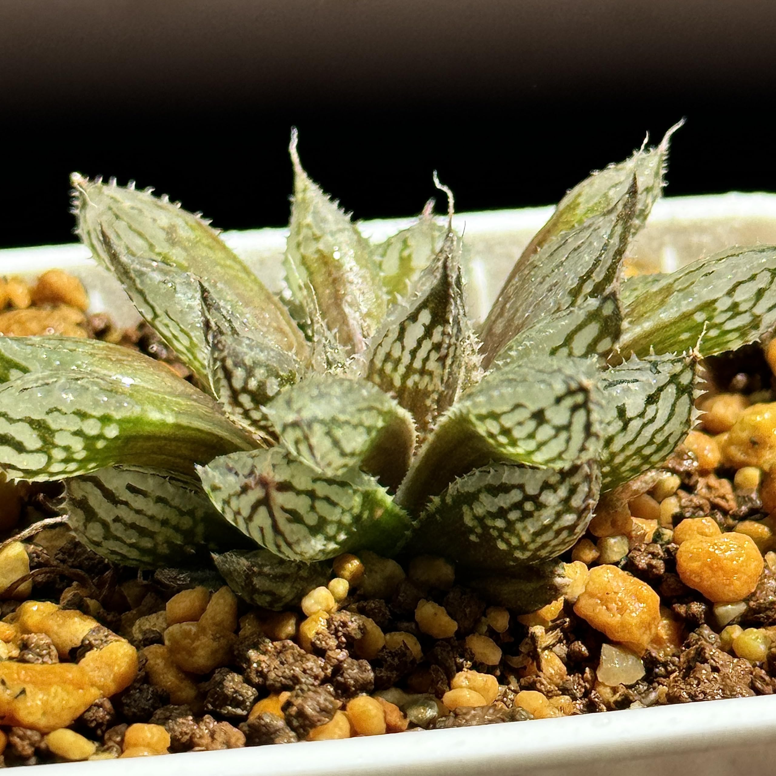 多肉植物 ハオルチア 「ルビスタ(特美)」 ハオルシア 多肉植物“