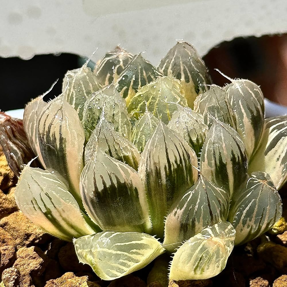 ハオルチア⭐️ 臙脂(えんじ)⭐️ 斑入り 美苗　美品　発根済み。 厳選美苗 ハオルチア 雷鳥の爪 硬葉系 真っ赤個体 根っこ