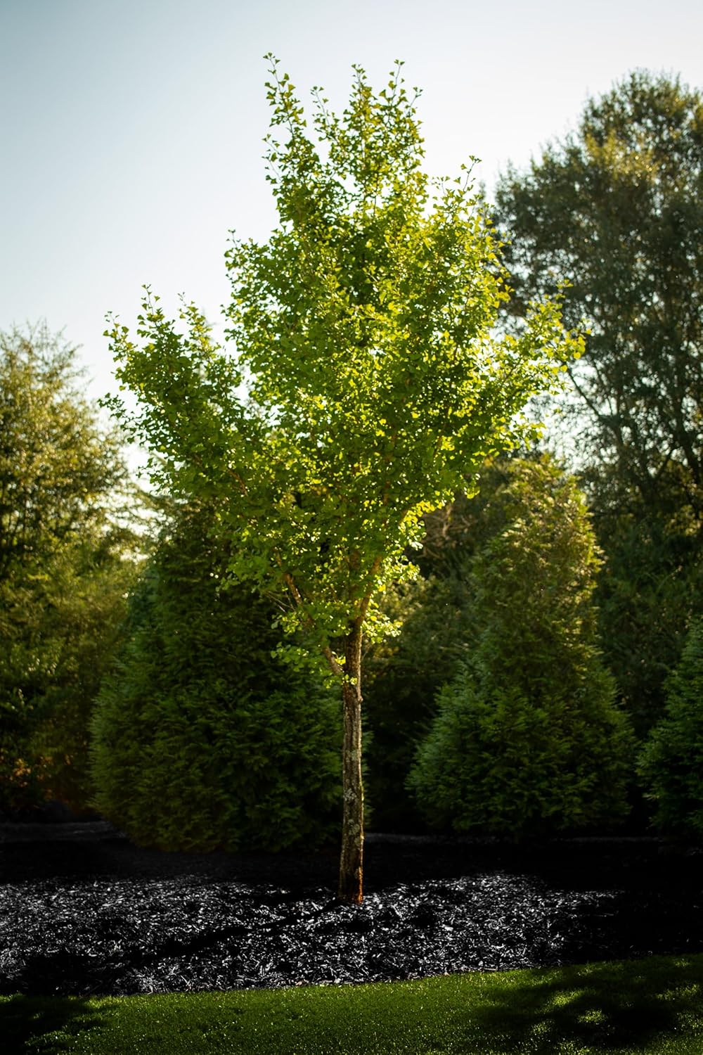 Black Dye, 3,200 Square Feet Coverage - Colorant for Landscaping & Garden Beds, Wood Mulch Color Restorer & Playground Bark, Eco-Friendly Paint - 1-Quart