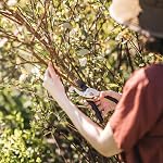 Fiskars 9109 Traditional Bypass Pruner