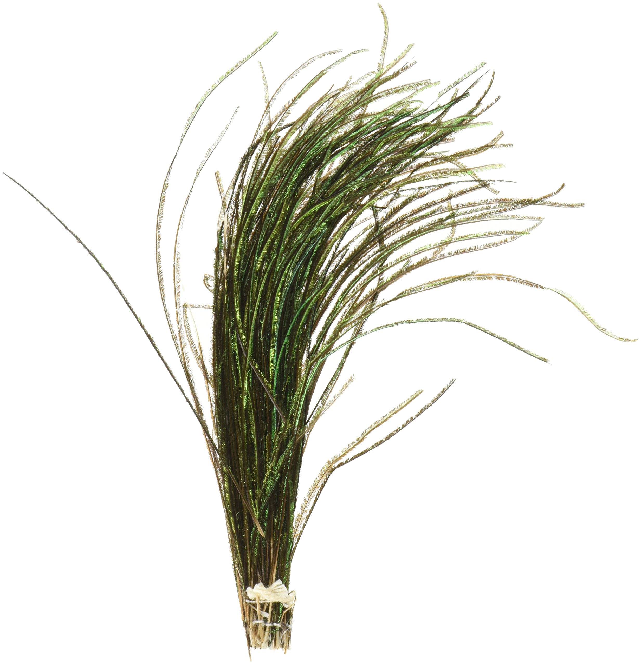ZUCKERB453 Strung Peacock Flue Feather, Natural