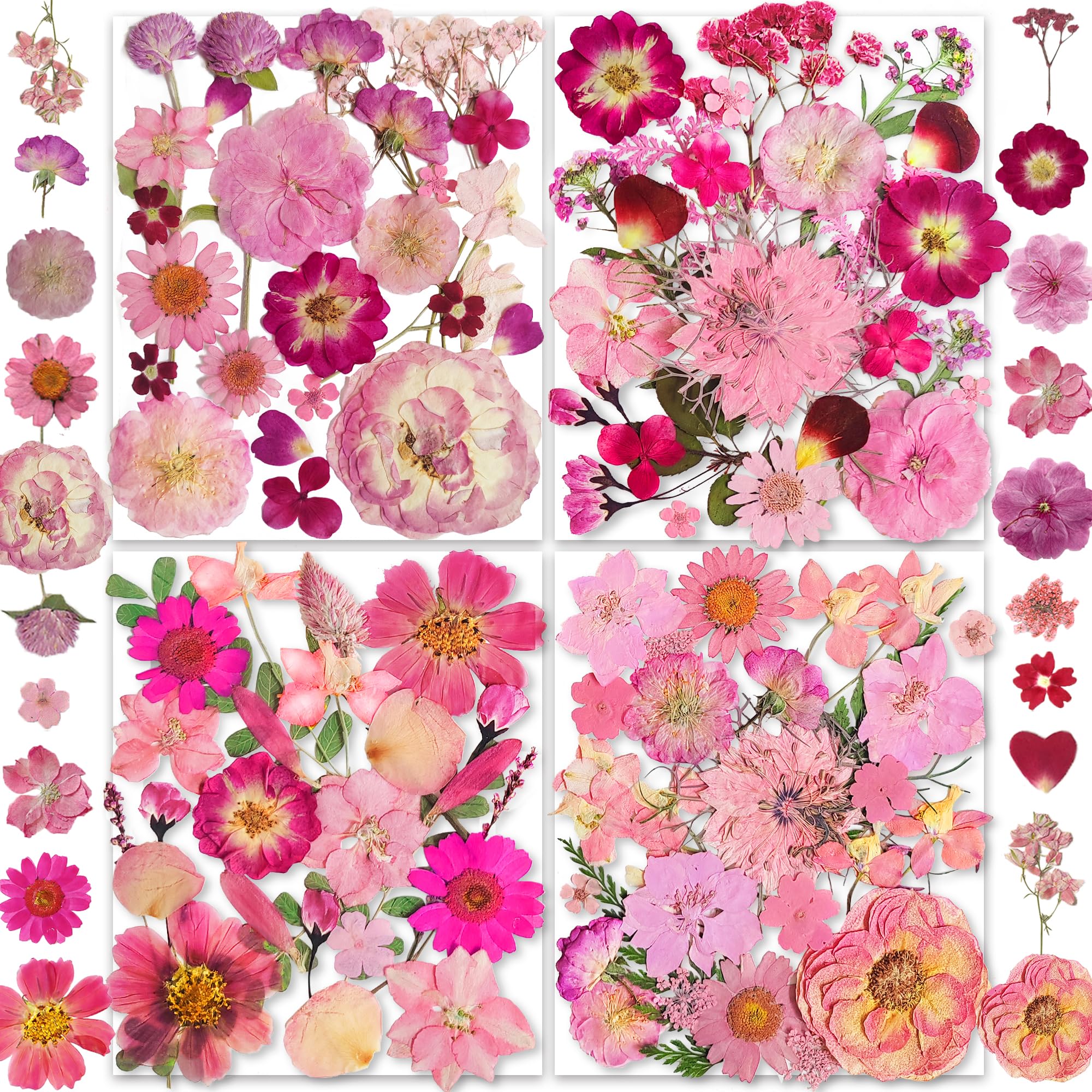 Vraie Nature Fleurs de Marguerite et Roses Séchées de Haute Qualité