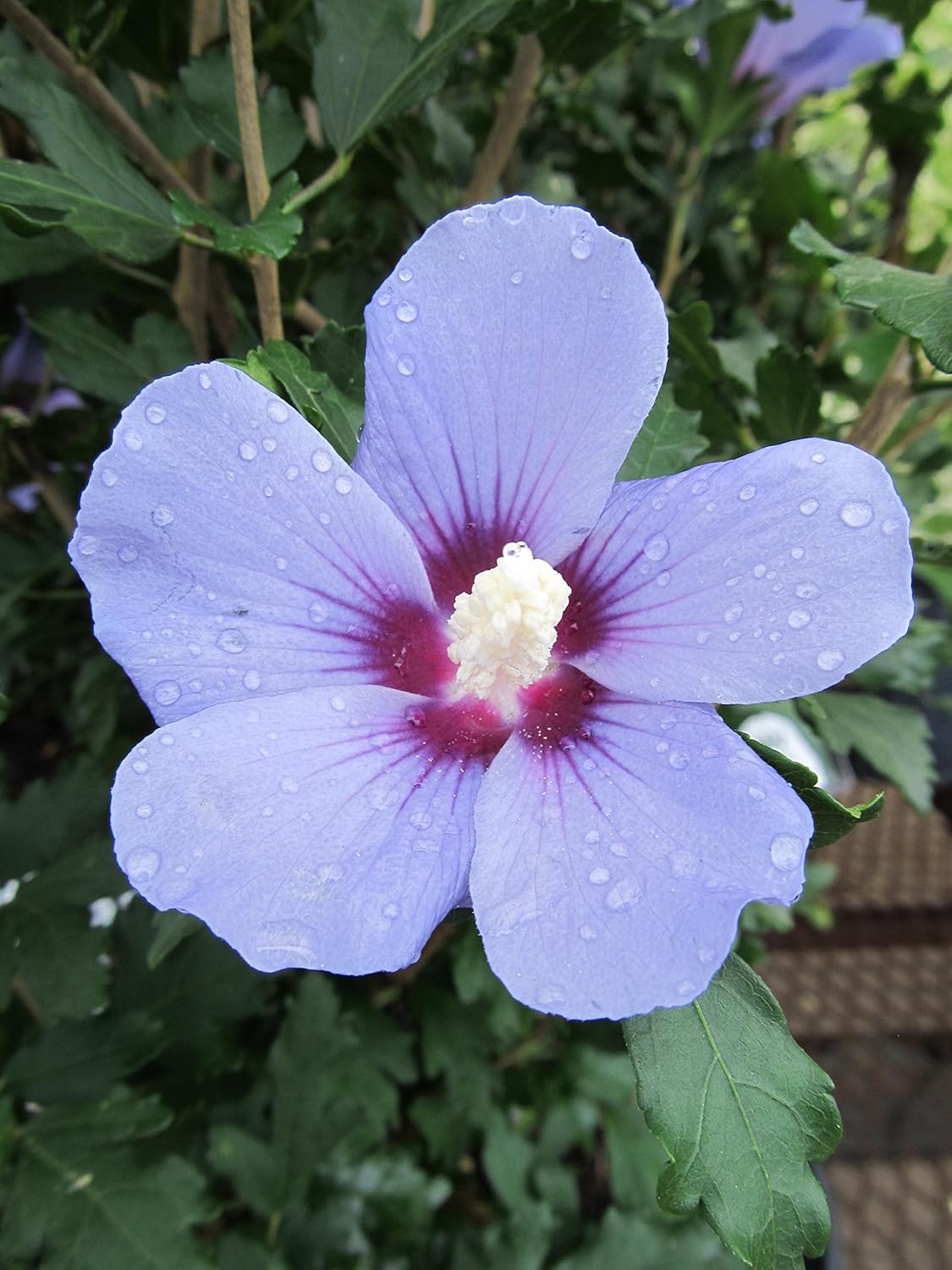 Proven Winners - Hibiscus syriacus Azurri Blue Satin (Rose of Sharon) Shrub, blue w/ red flowers, #3 - Size Container