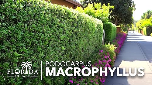 Miniatura 2 de Podocarpus Macrophyllus  3 plantas extra grandes de 3 galones  Tejo japonés  Arbusto de seto de privacidad vivo de bajo mantenimiento