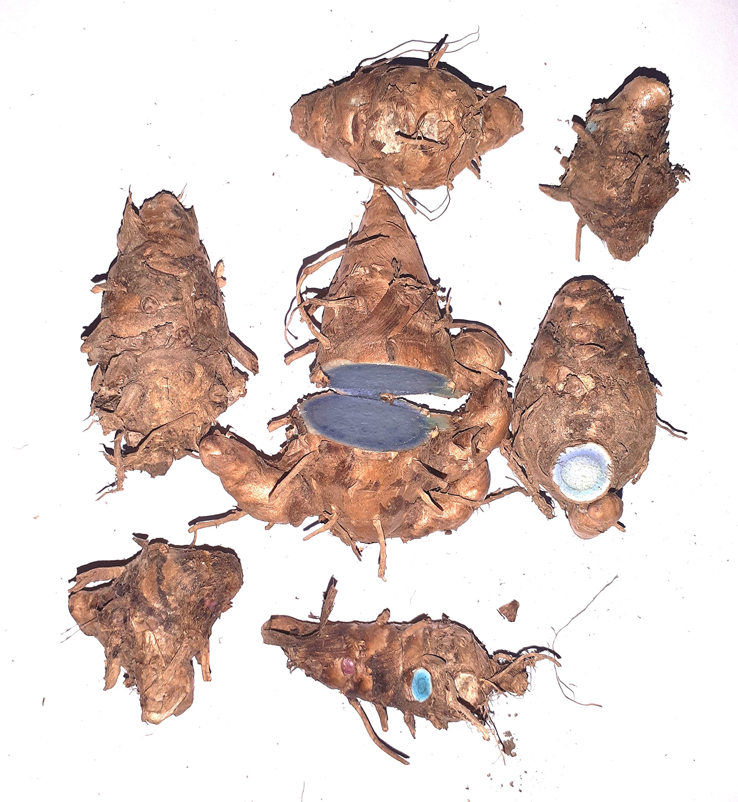Buy CHEZEL Mother Rhizoms of Kali Haldi Black Turmeric Curcuma Caesia ...