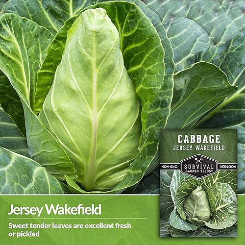 Miniatura 3 de Survival Garden Seeds - Semilla de col Jersey Wakefield para plantar - Paquete con instrucciones para plantar y cultivar repollos verdes en forma de