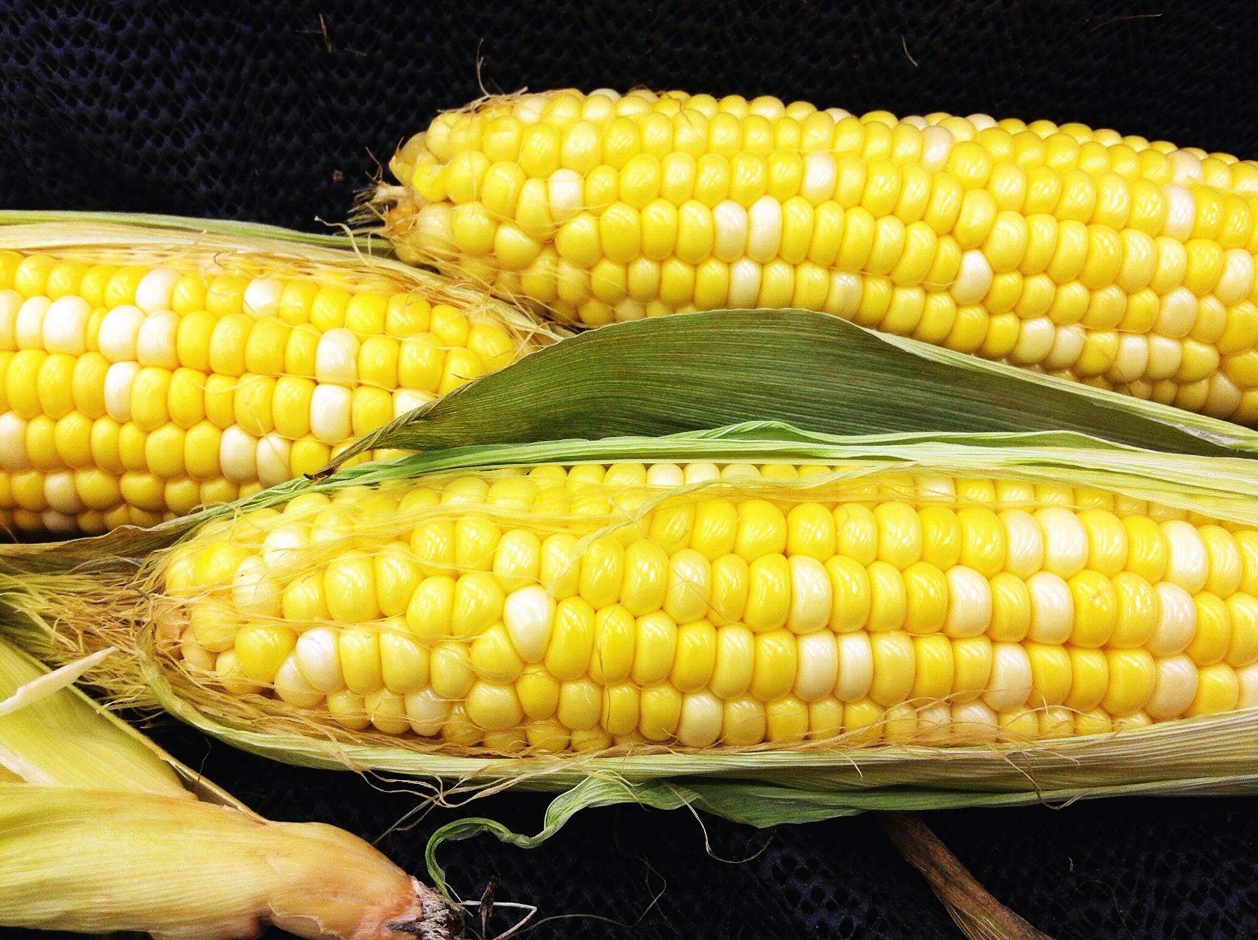 Early Sunglow Hybrid (su) Corn Seeds - Non-GMO
