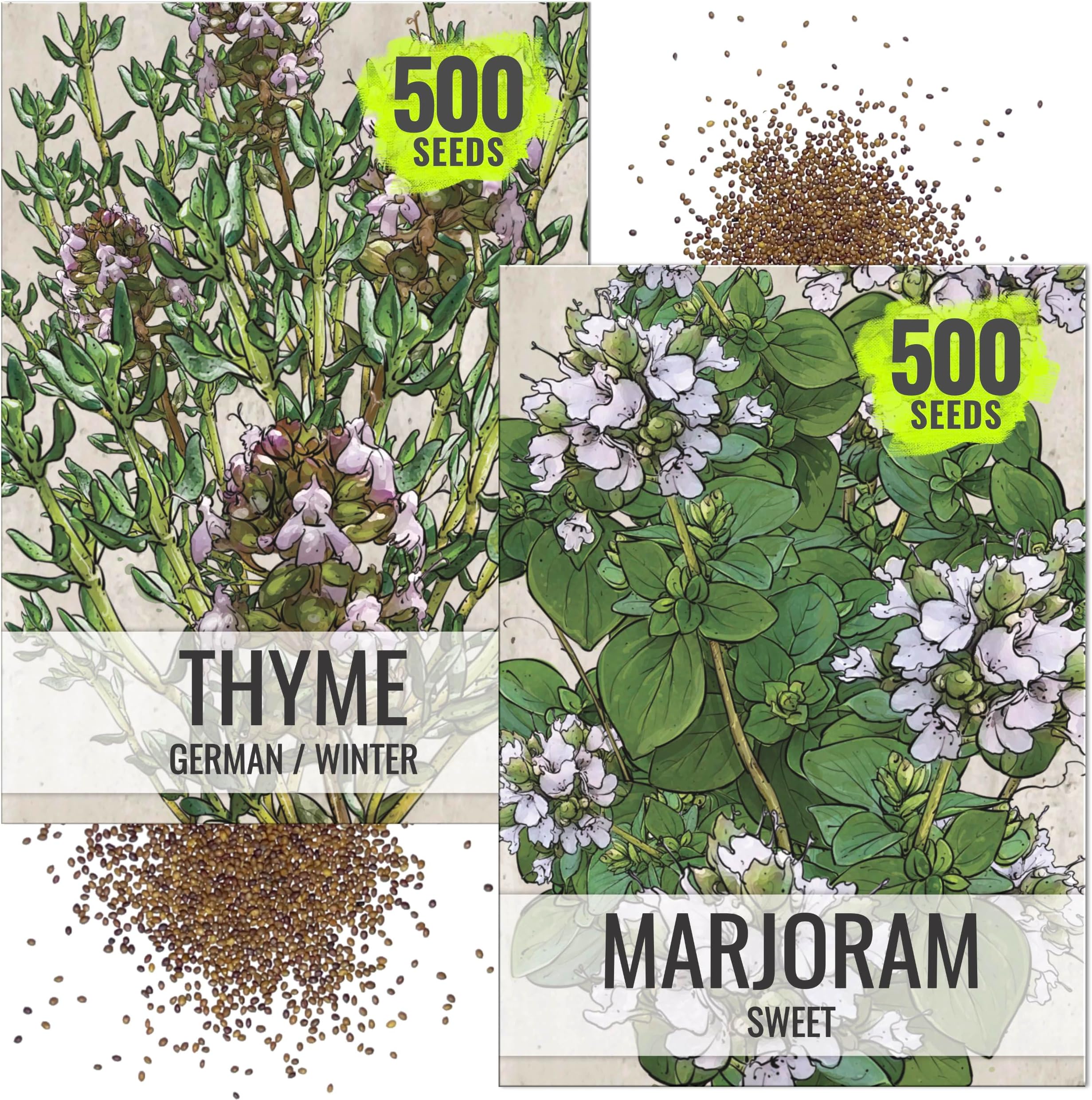 Seed Needs Sweet Marjoram & Thyme Seeds for Planting Fresh Kitchen Herbs - Non-GMO Heirloom & Untreated Perennial Herb Seed to Plant a Culinary Garden Indoors or Outdoors (2 Pack Duo)