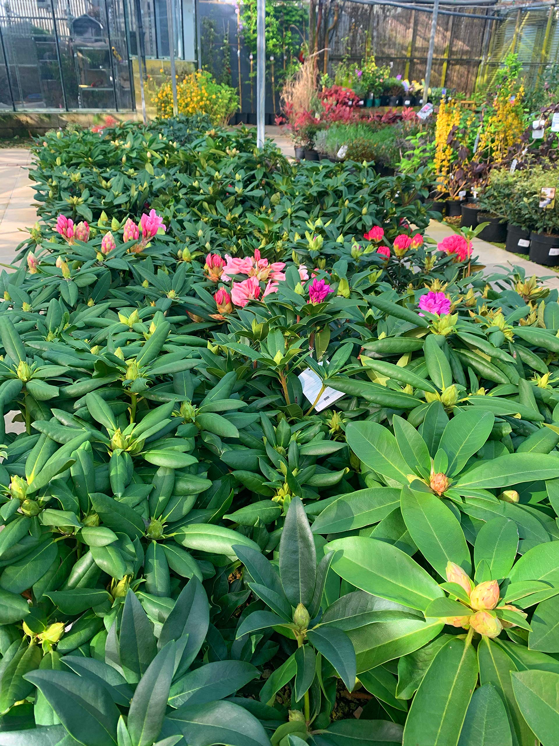 2 x Large Rhododendron in a 5 Litre Pot (Mixed Colours)