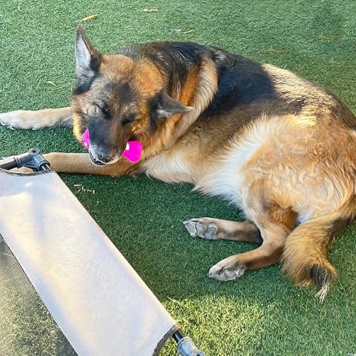 Miniatura 7 de Jalousie Cesta de regalo para perros de 24 piezas para razas de perros medianas, razas grandes, razas pequeñas, juguetes chirriantes, juguetes de