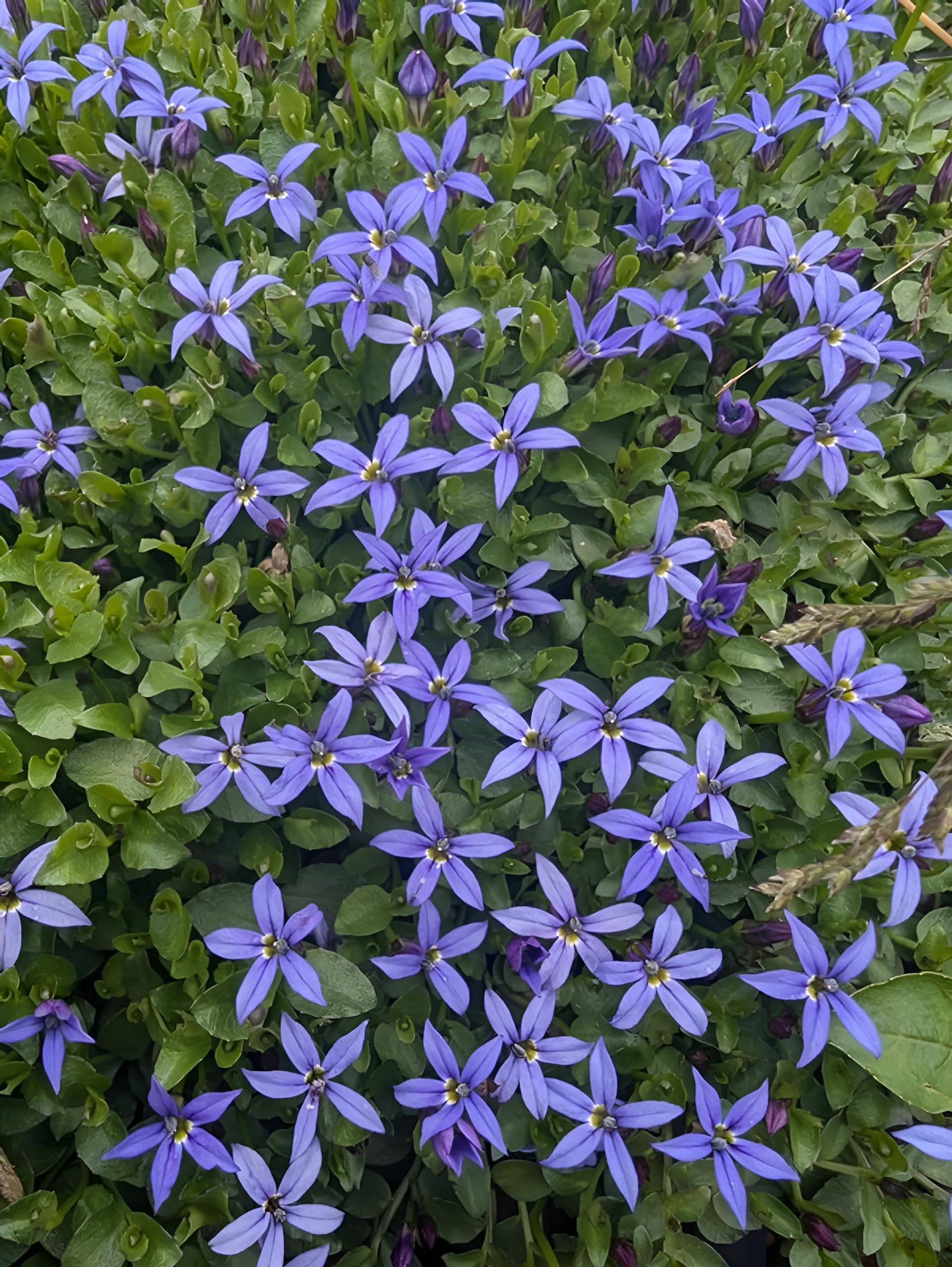 Flower Perennial Blue Flowering Ground Cover