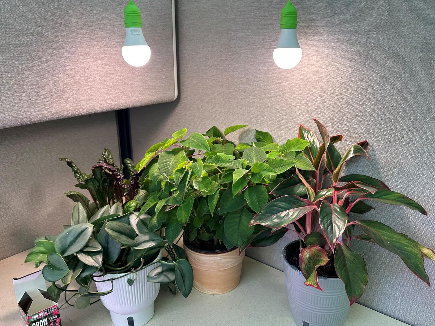 Miracle LED Strawberry Starter Grow Kit (Absolute Daylight Red Spectrum Edition 2-Pack)