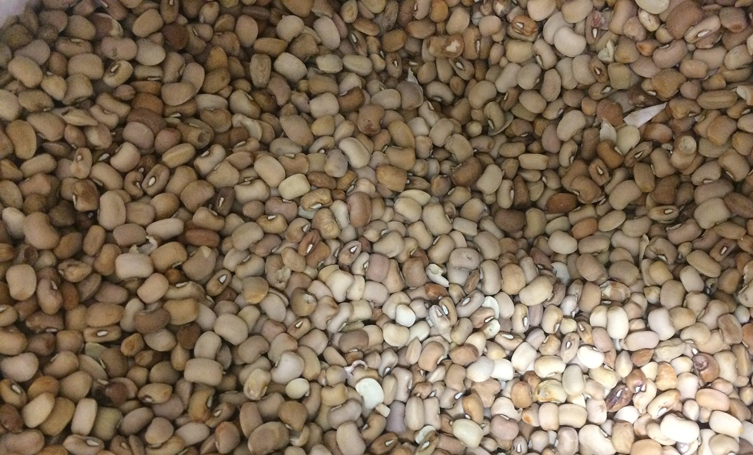 Honey Beans - 3 LBS Oloyin From Nigeria