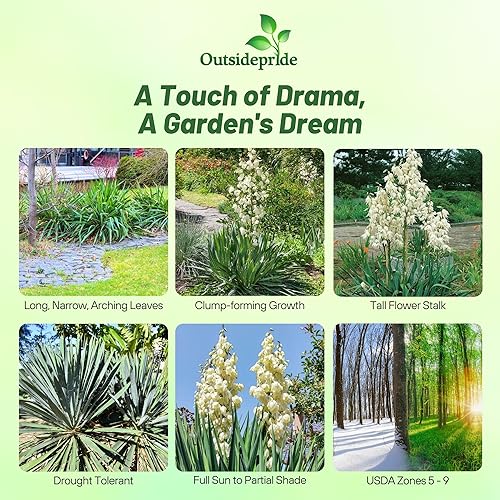 Miniatura 2 de Outsidepride Sempervivum Montanum para gallinas y pollos perennes tolerantes a la sequía, semillas de plantas  500 semillas