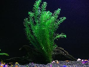 Best Floating Aquarium Plants 13 Best Floating Aquarium Plants 12