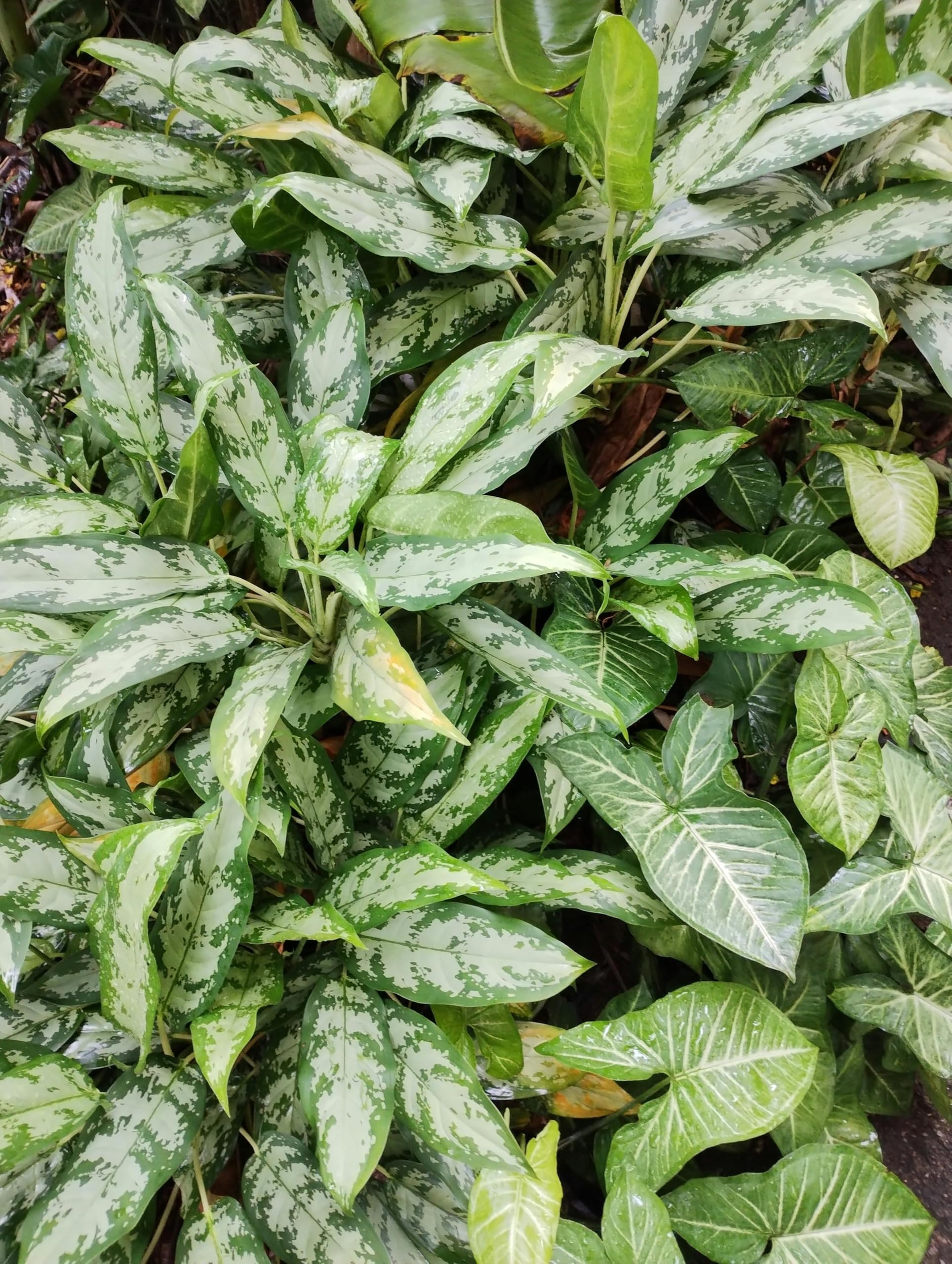 E B GARDENING Aglaonema Maria Live Plant | Chinese Evergreen | Indoor Air Purifier Plant for Home or Office, Green and White Variegated Leaves Plant-image-42