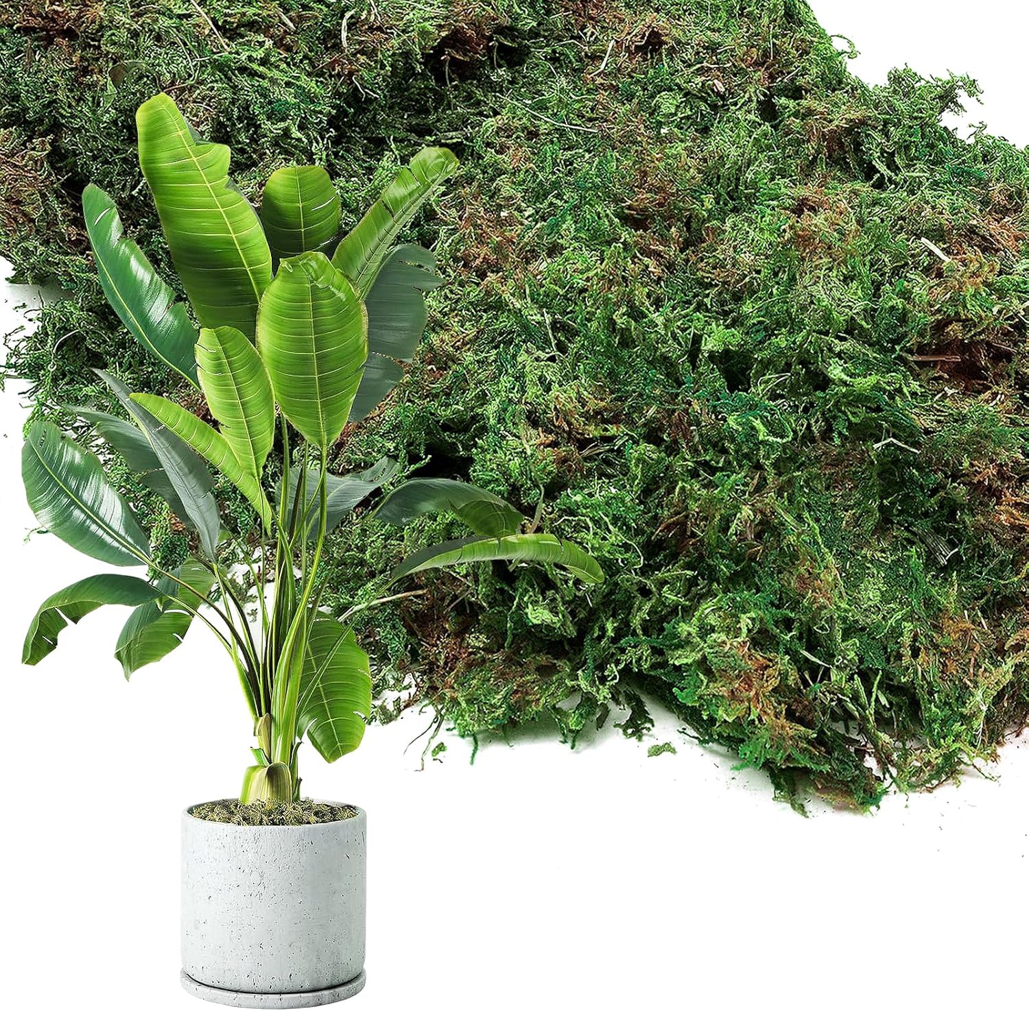 35oz Jumbo Pack Natural Green Moss for Plants Indoor - Bulk Dried Forest Real Moss for Crafts, Artificial Fairy Gardens, Mosswall, Glass Terrariums, Floral Design, Home Decor