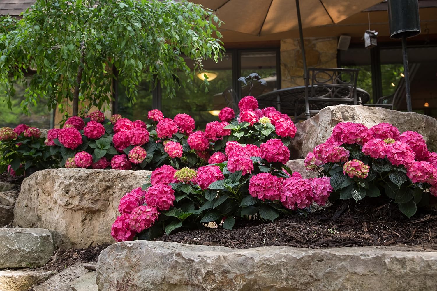 Premier Plant Solutions 21376 Summer Crush Hydrangea Macrophylla Flowering Shrub 3 Gallon Red