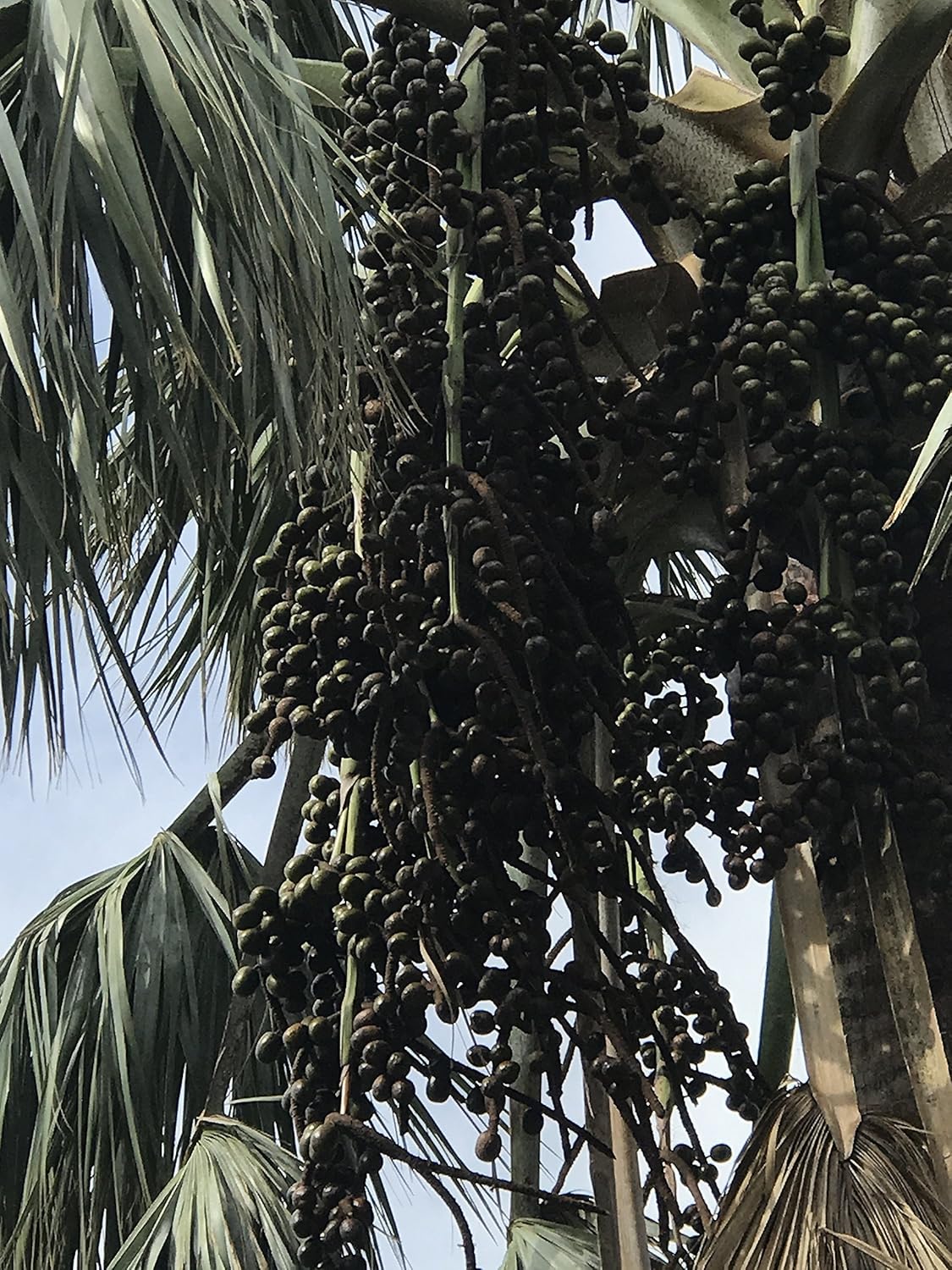 10 Silver Bismark Palm Tree Seeds (Bismarckia Nobilis) Freshly Harvested