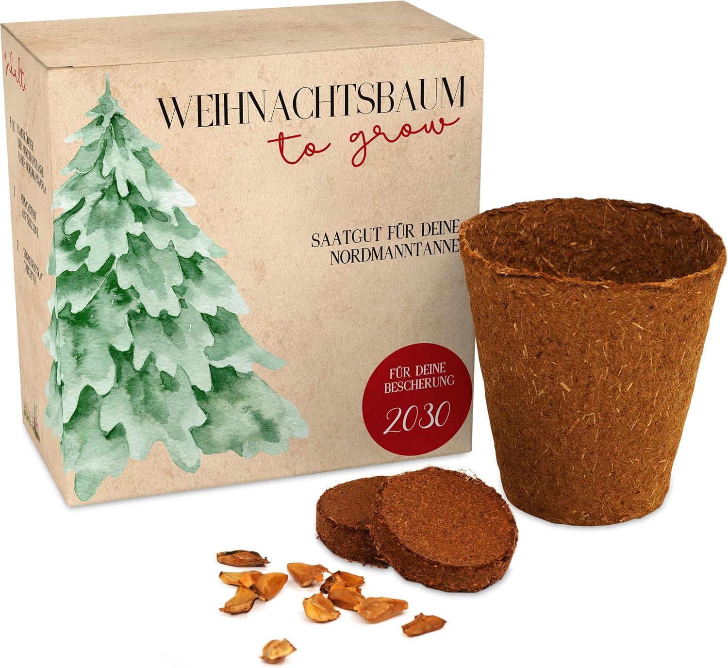 Christmas Tree Growing Set as Advent Calendar Filling – Mini Gift as an Idea for the Advent Calendar for Women and Men – Nordmann Fir for Planting Yourself