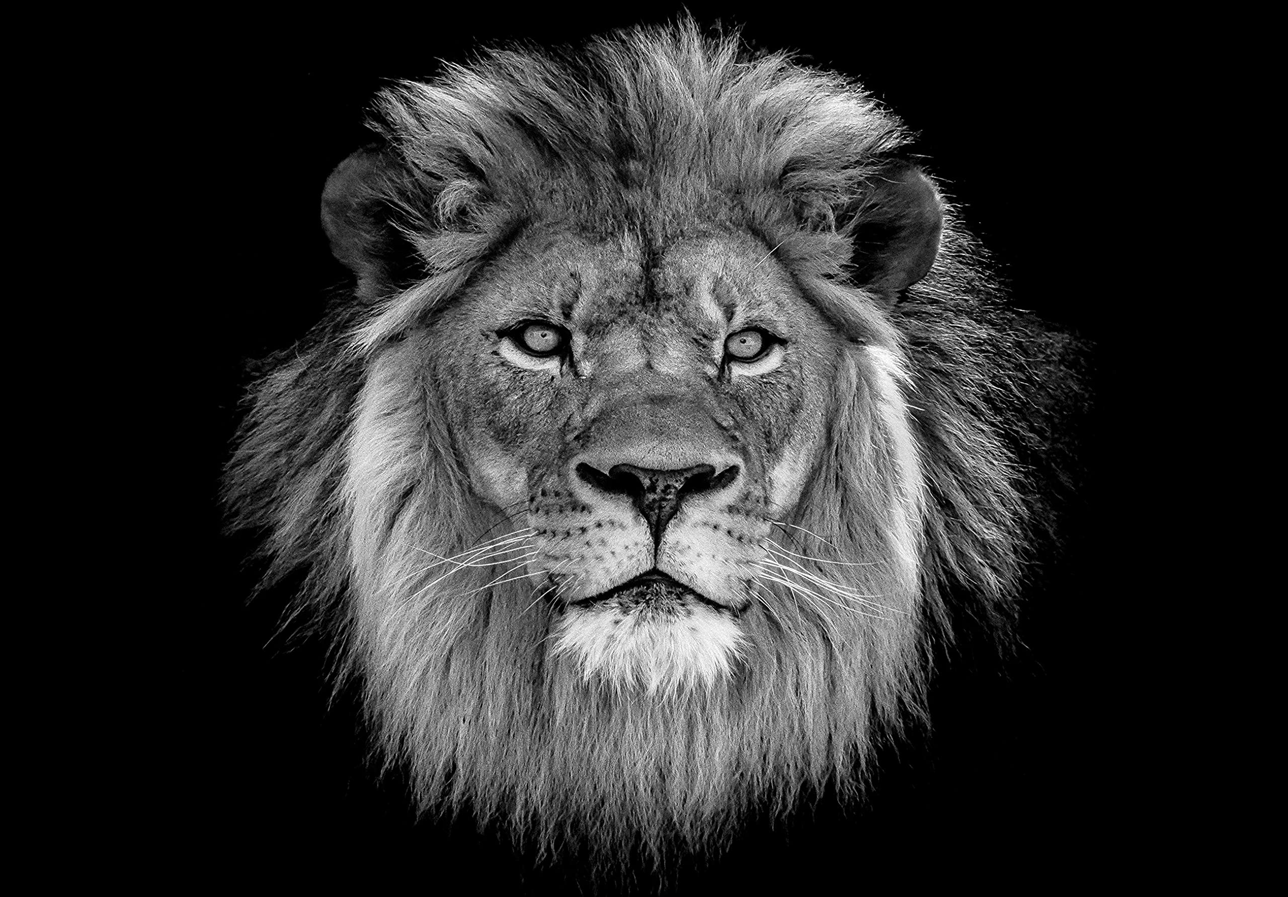 WallArena - Vinyl Wallpaper Lion – 416x290 cm Wallpaper for Living Room & Bedroom - - Wallpapers - Wall Covering - Feature Wall & Photo Wall - Animals — image 1