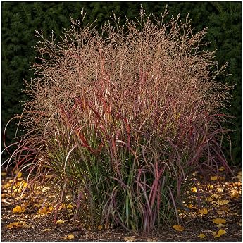 Perennial Gears 1 x Panicum Virgatum Squaw Fire Red Rod Millet Hardy Tall ornamental grass for sun flower July to September perennial 1 litre pot 11 x 11 cm