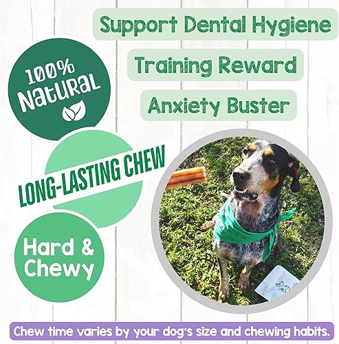 Miniatura 4 de Nature Gnaws Palitos grandes para perros de 5 a 6 pulgadas (15 unidades) – Gruesos de larga duración para masticadores agresivos y perros grandes