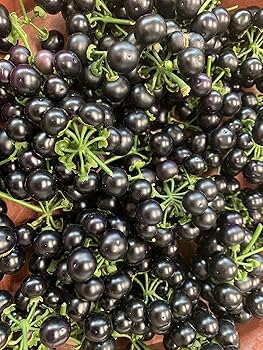 ジューンベリー　種３０粒とオマケの種 Amazon.co.jp: ジューンベリー苗 リージェントジューンべリー苗