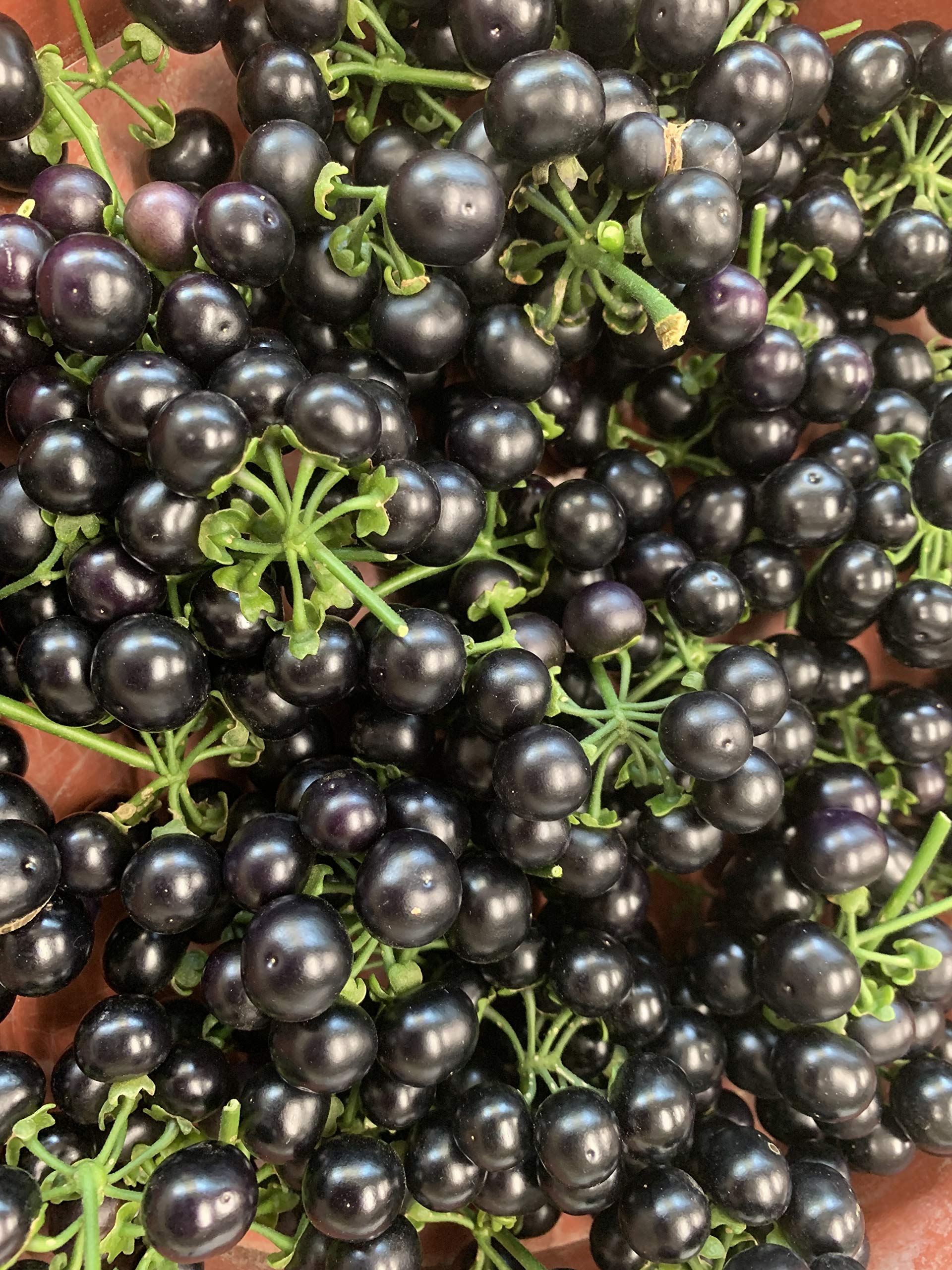 Amazon.co.jp: 植物種子 ポリフェノールを豊富に含む健康果物