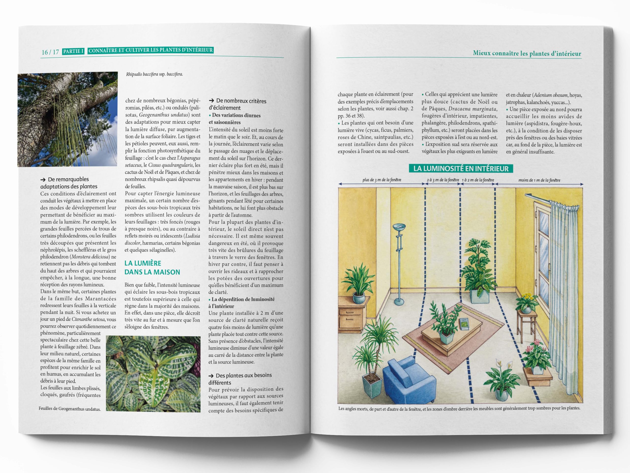 Le Traité Rustica des plantes d'intérieur