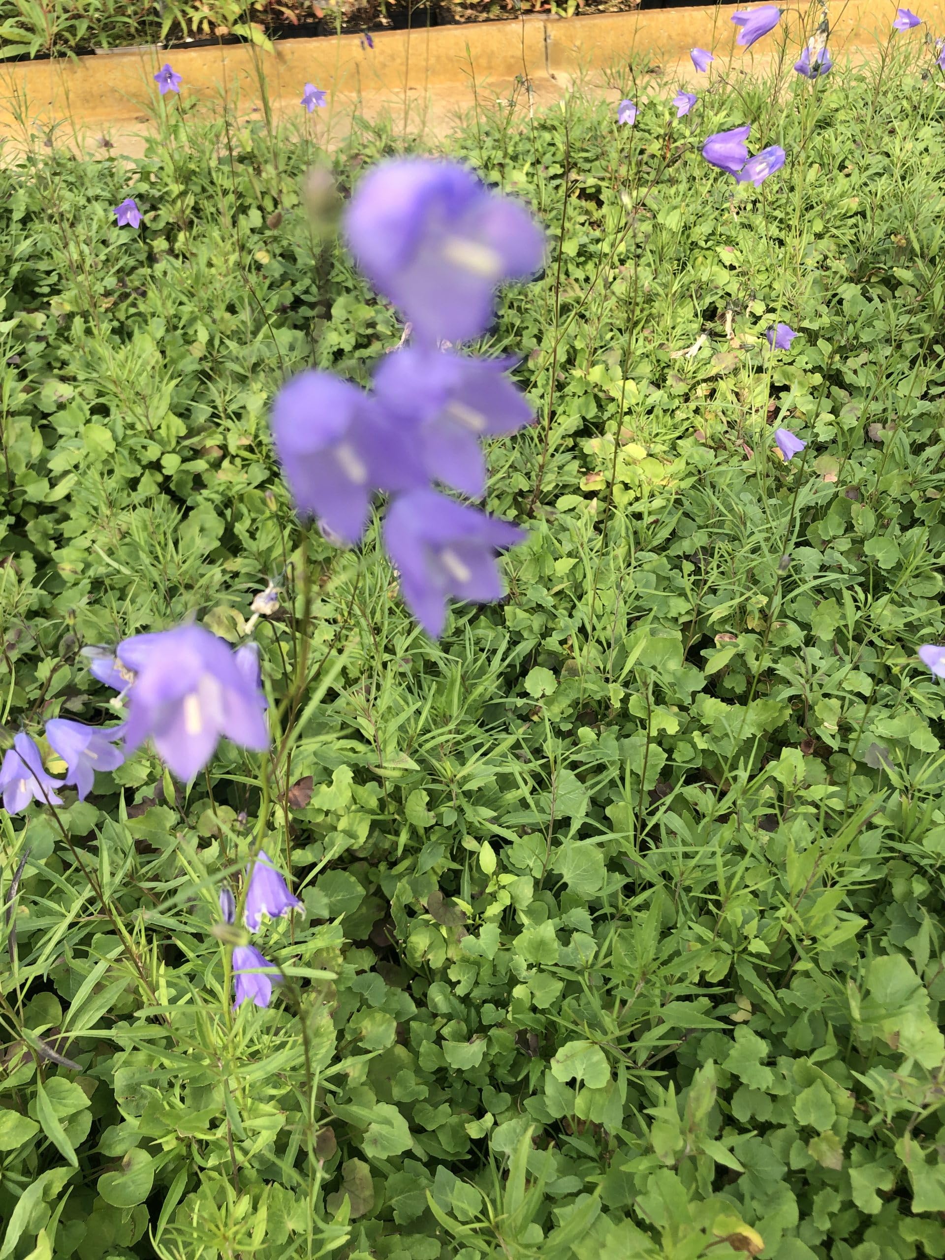 6x Touffe d'herbe - Campanula rotundifolia | 9x9 cm pot