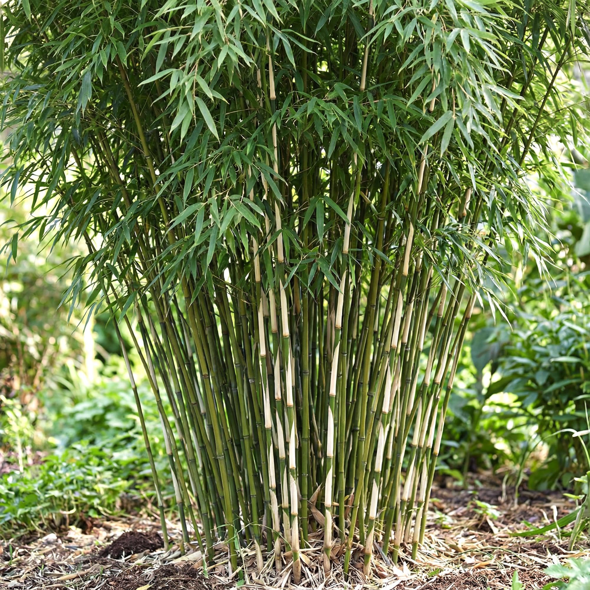 Bambus Fargesia robusta Pingwu – Ø23cm, 80cm – immergrün, winterhart