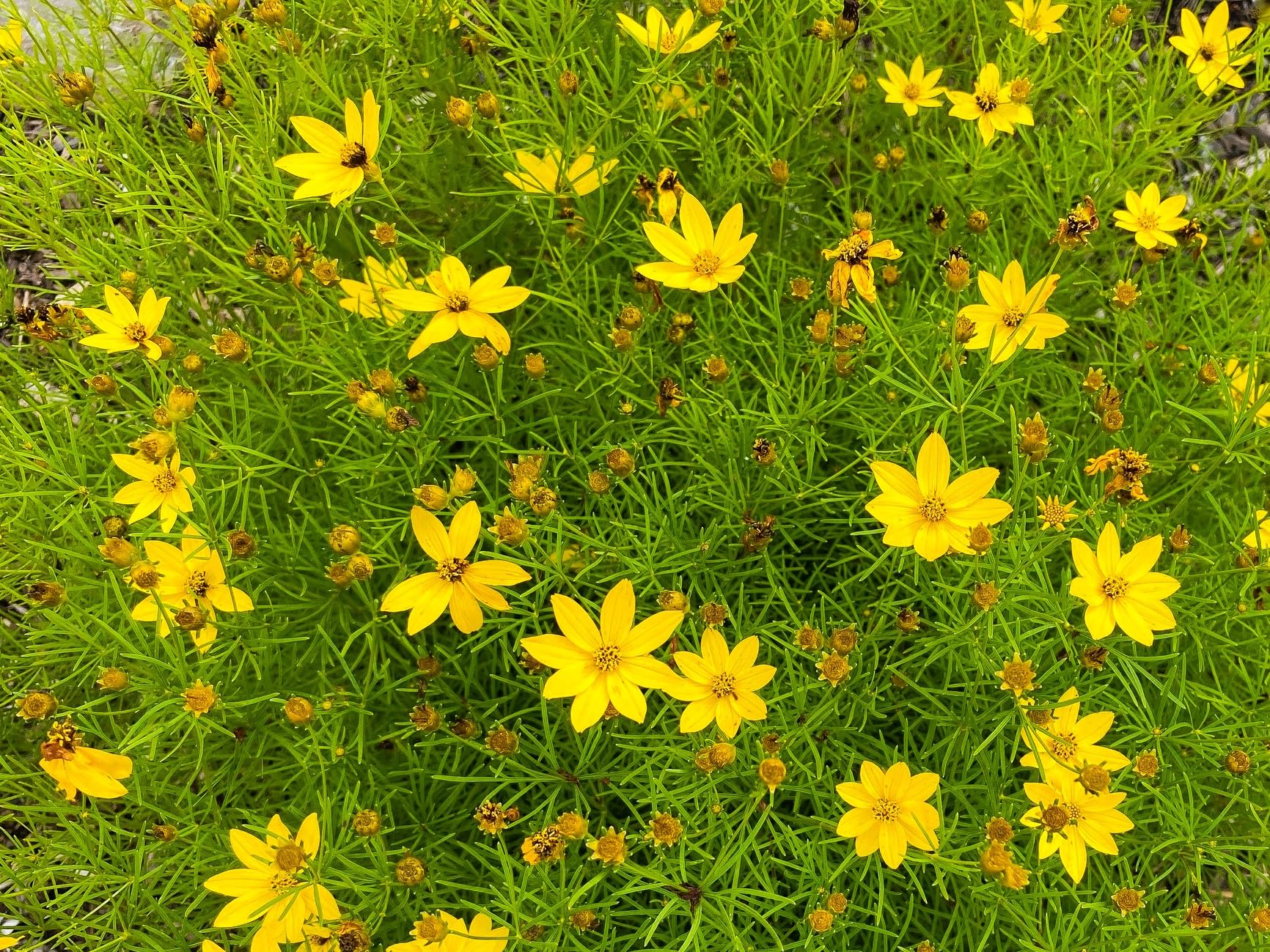 Greenwood Nursery Moonbeam Tickseed