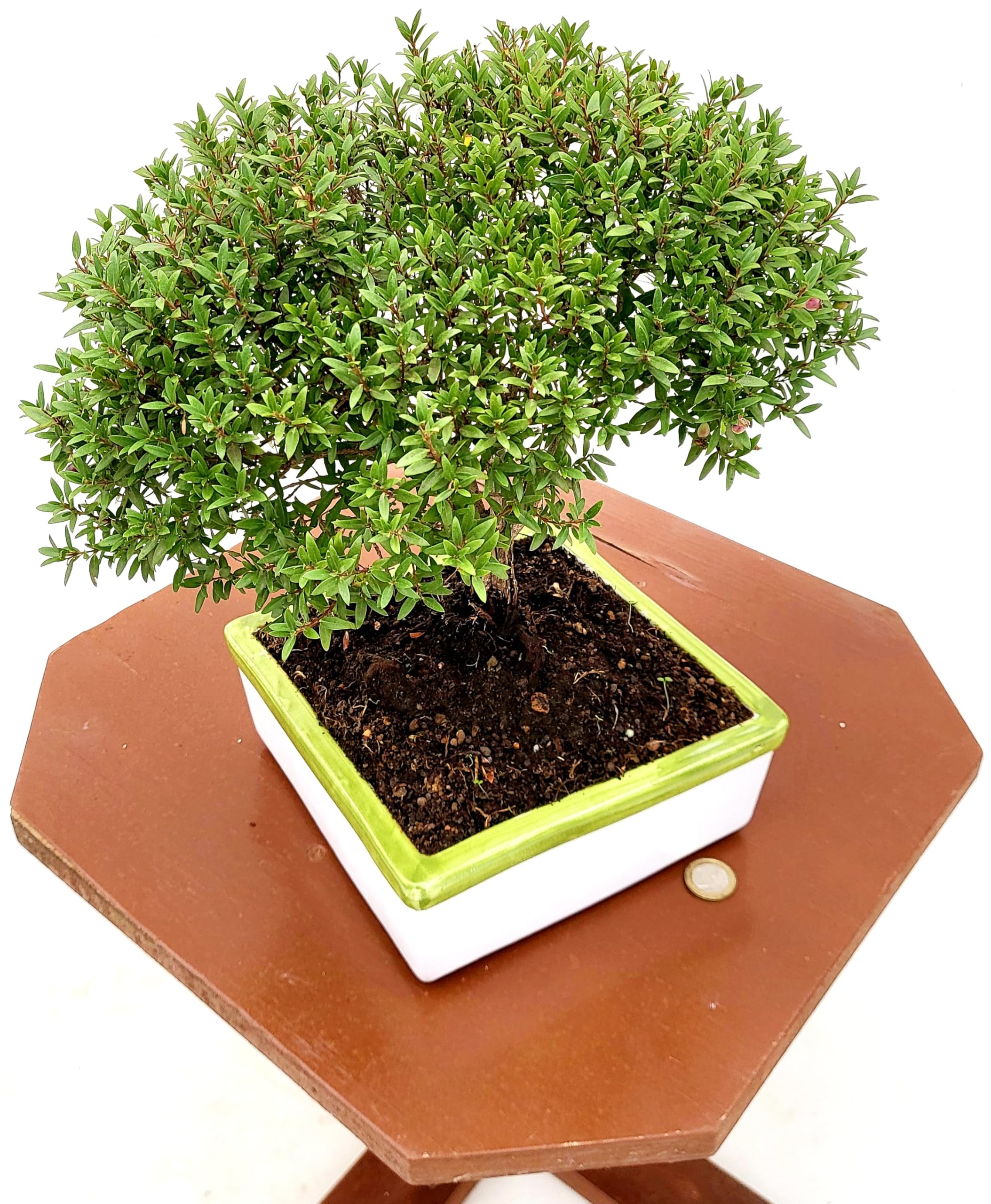 POWERS TO FLOWERS - MIRTO BONSAI COLTIVATO IN CIOTOLA CERAMICA BASSA 17X17 CM, piante vere