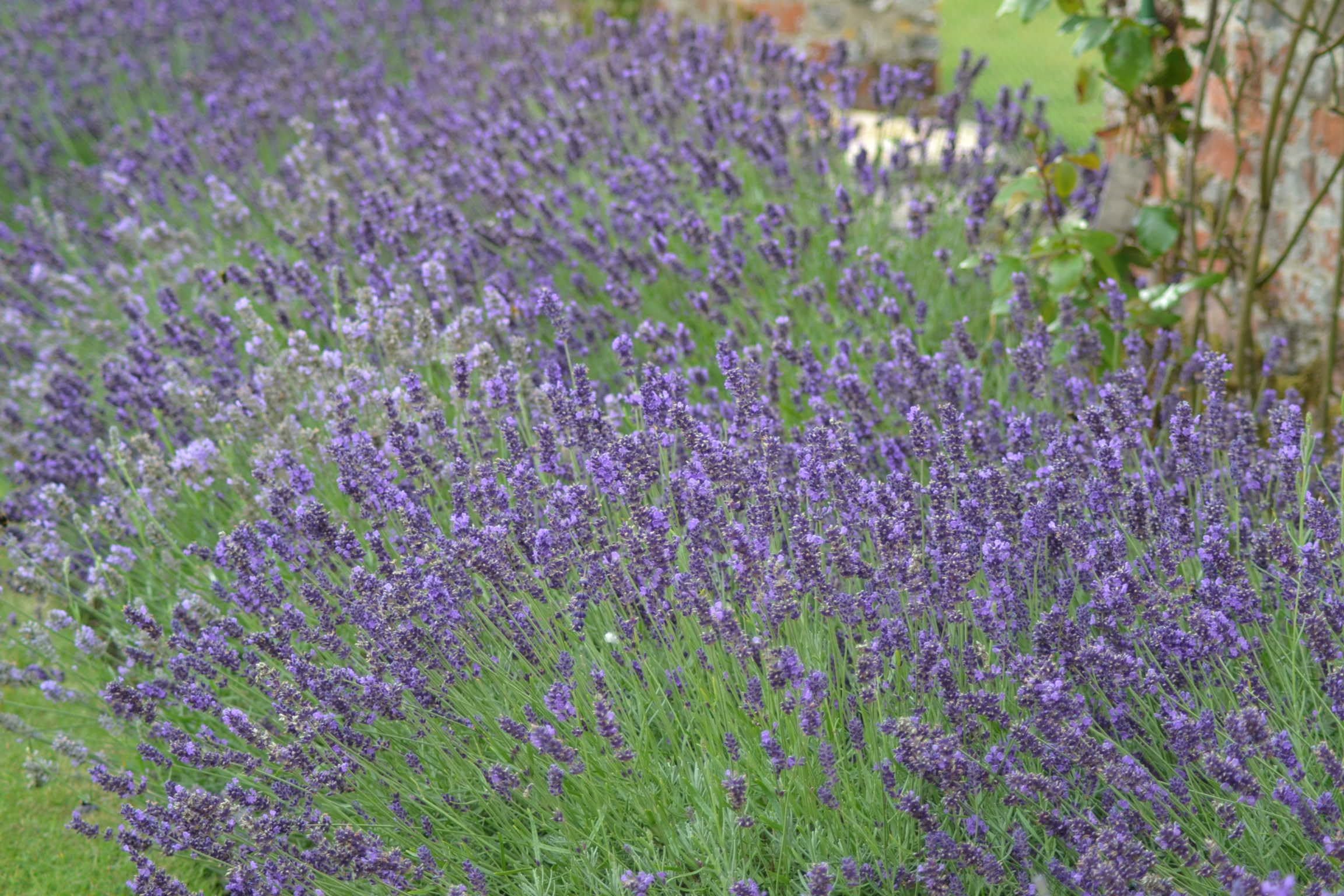 PREMIER SEEDS DIRECT - Lavender - Common English - 1000 Finest Seeds