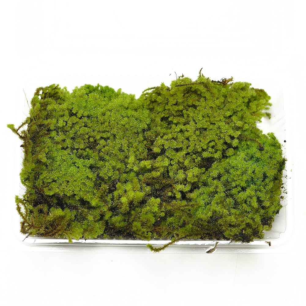 Amazon.co.jp: 盆栽妙 砂苔パック 砂ごけ 苔 コケ 苔テラリウム