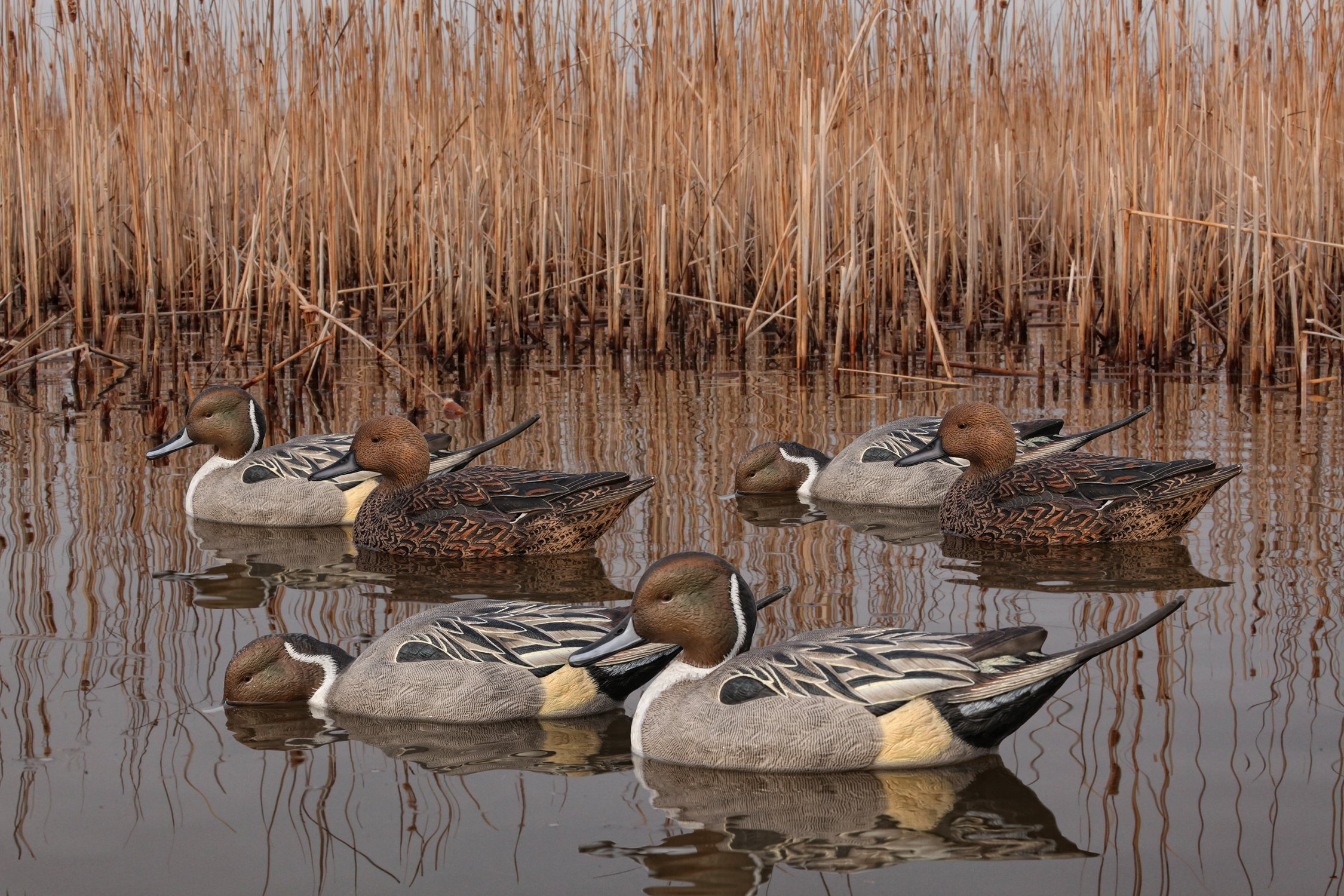 AvianX Topflight Pintails Durable Ultra Realistic