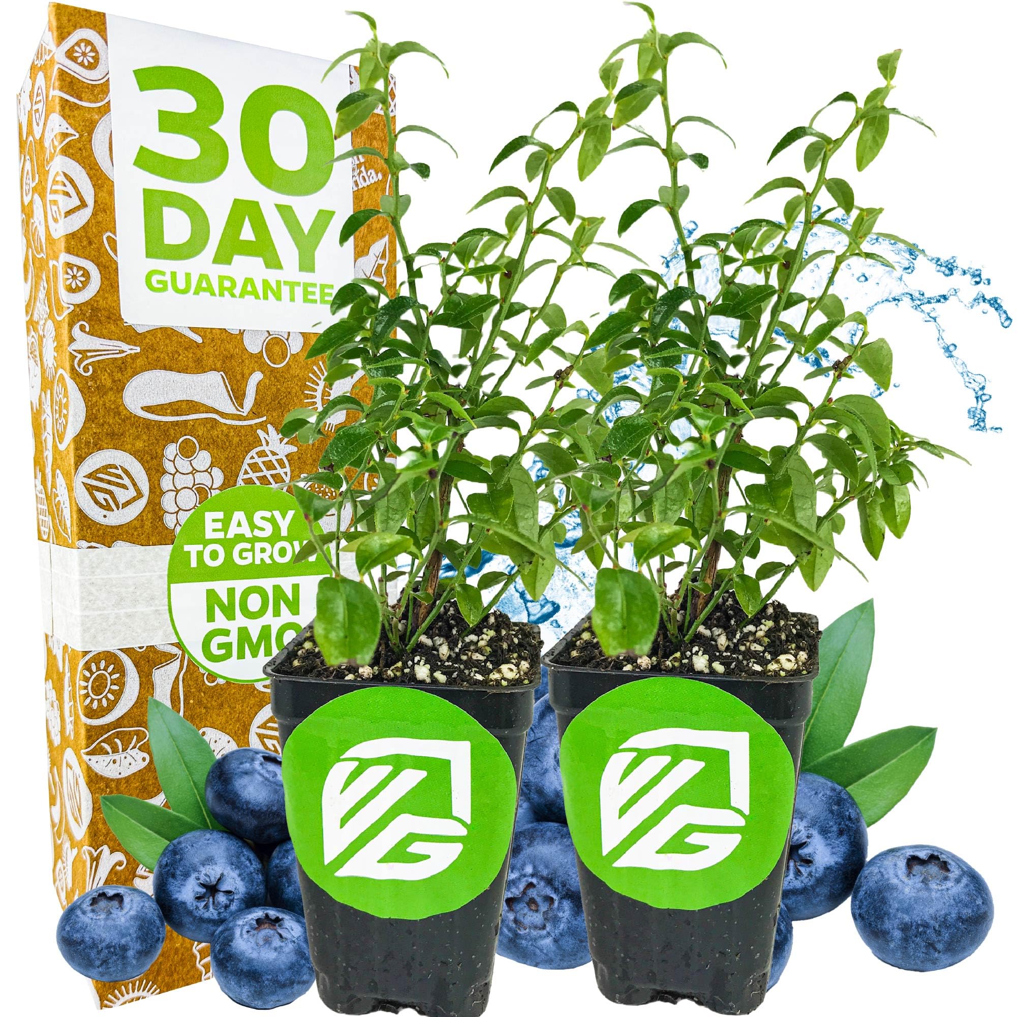 Wellspring Gardens Top Hat 2-Pack