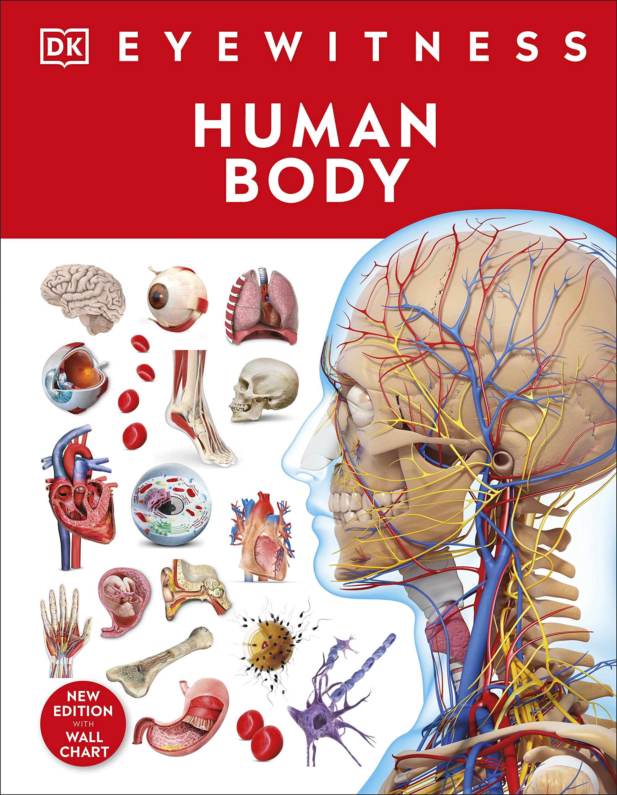 Eyewitness Human Body (DK Eyewitness)