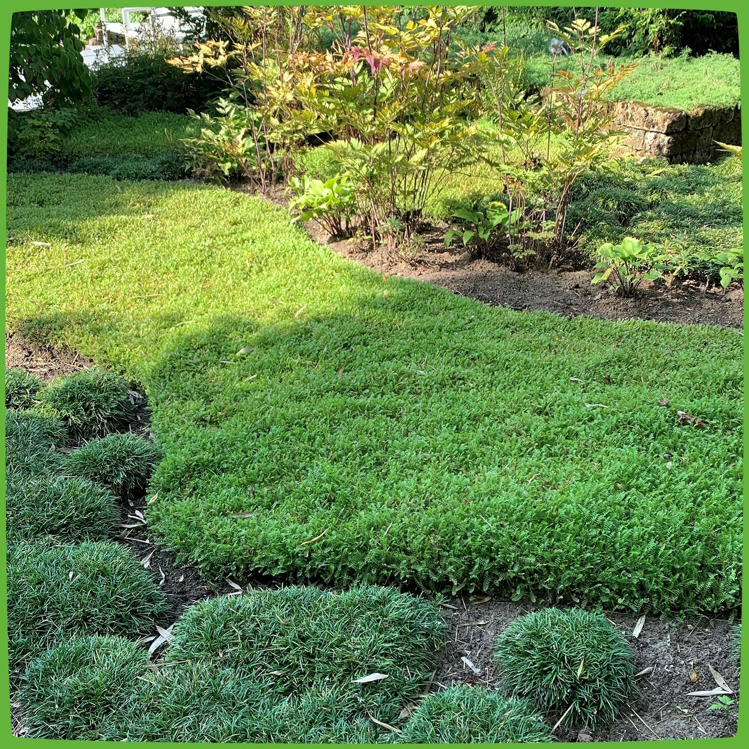 Farn-Fiederpolster - Cotula Squalida - Bodendecker winterhart & immergrn  als Rasenersatz - Qualittspflanze von Garten Schlter - 3 Stck :  Amazon.de: Garten
