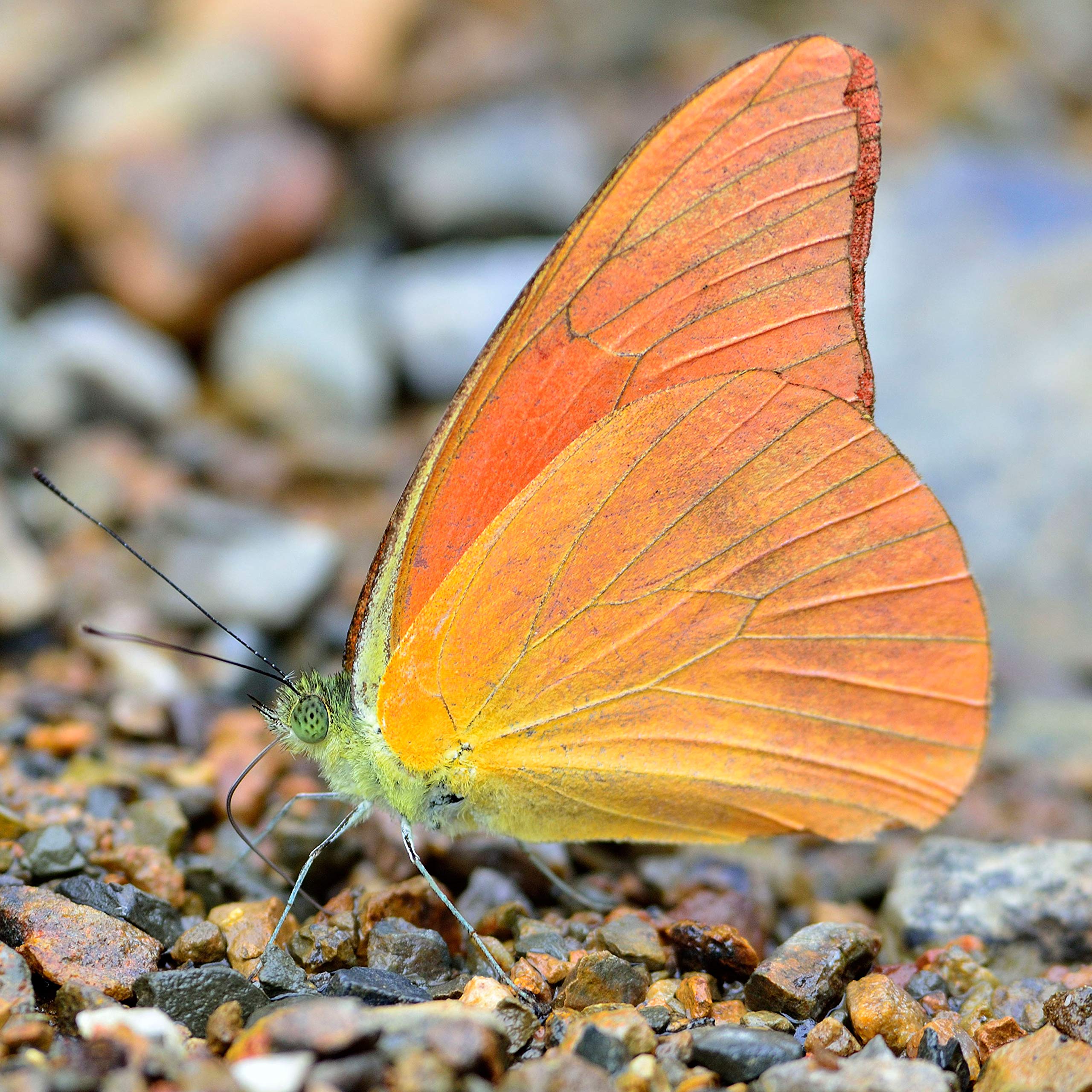 Amazon | 額入り 昆虫標本 蝶 オレンジ・アルバトロス Orange