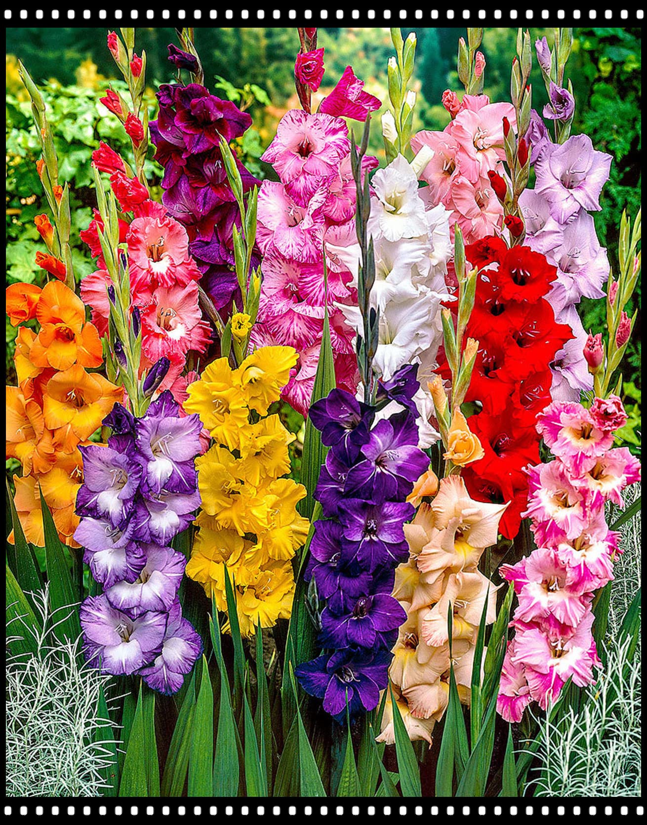 8 Gladiolen Zwiebeln Winterhart - Schnellwachsende Gartenblumen