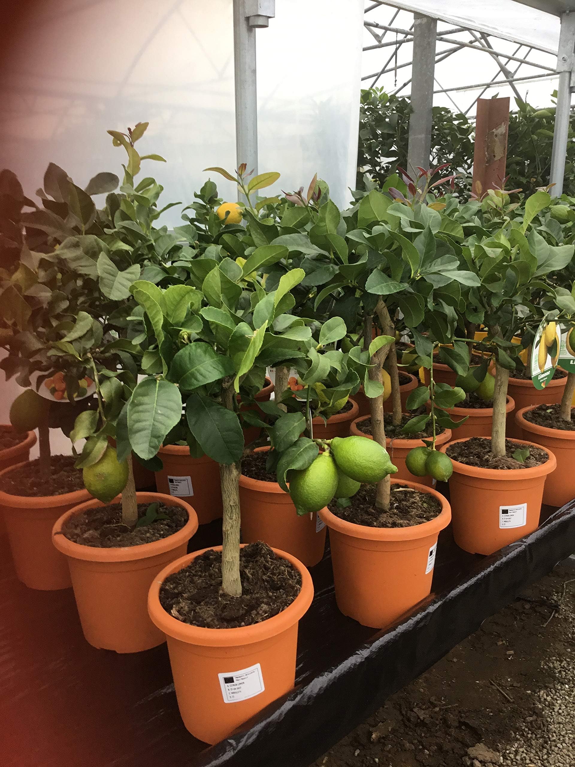 Lemon Tree (Four Seasons)