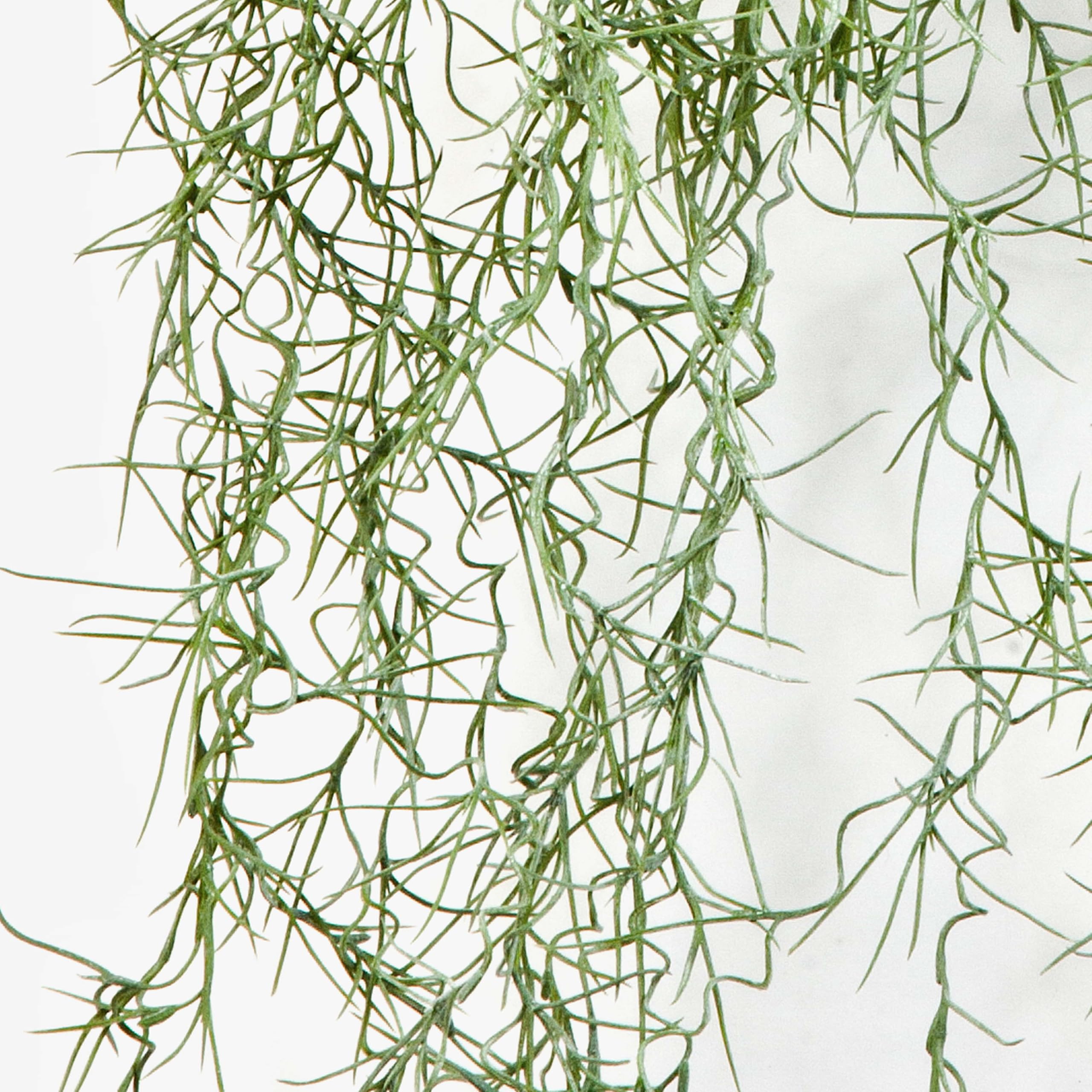 artplants.de Viticcio di Tillandsia Usneoides Artificiale IRMENA, 80cm