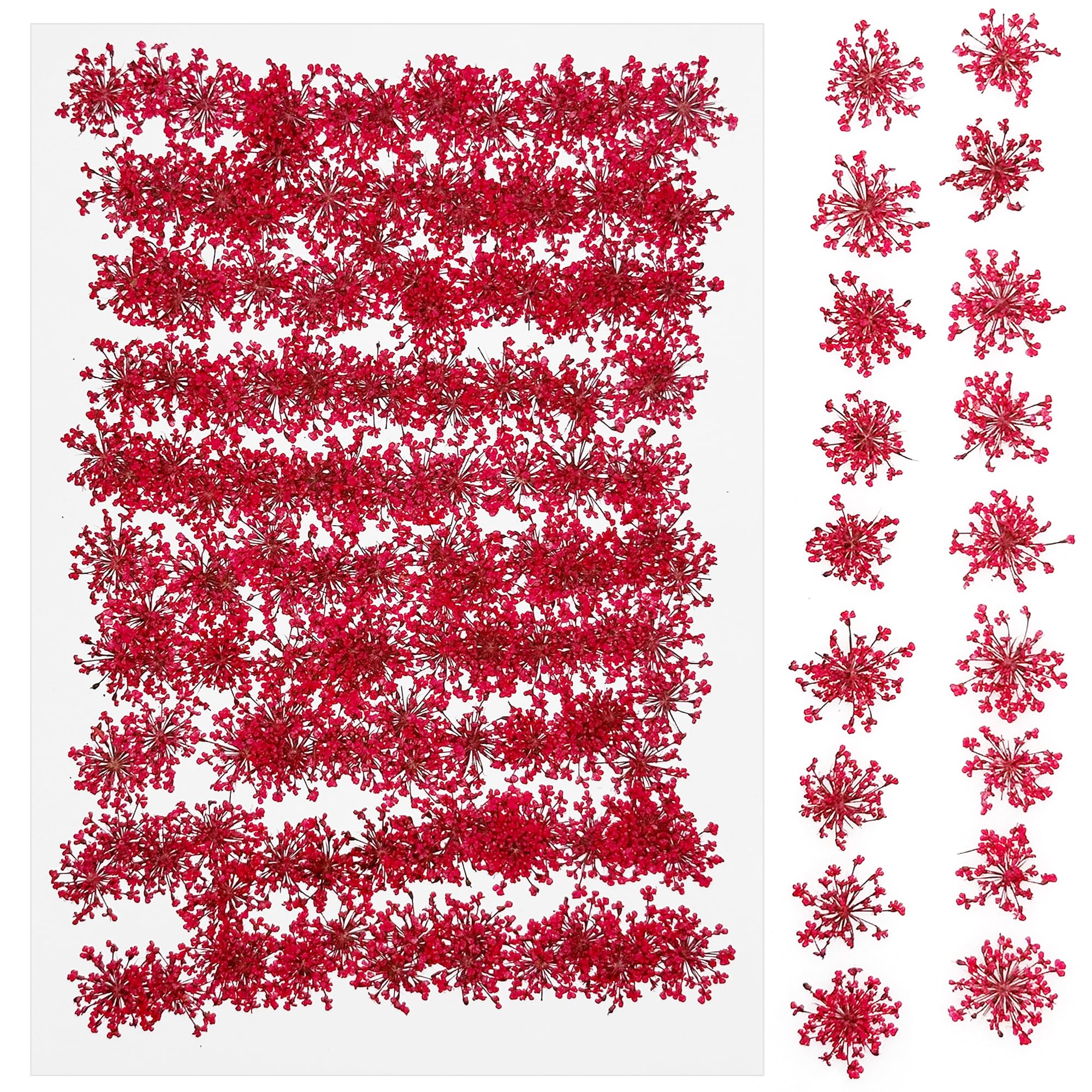Cayway 150 PCS Dried Pressed Flowers, Real Pressed Flowers for Resin, Real Nature Flowers Set for Candle Soap Nail Card Scrapbook Art Craft Floral Decors, Lace Flower — image 1